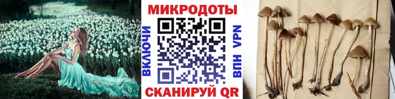 Псилоцибиновые грибы Psilocybe  Кудрово 